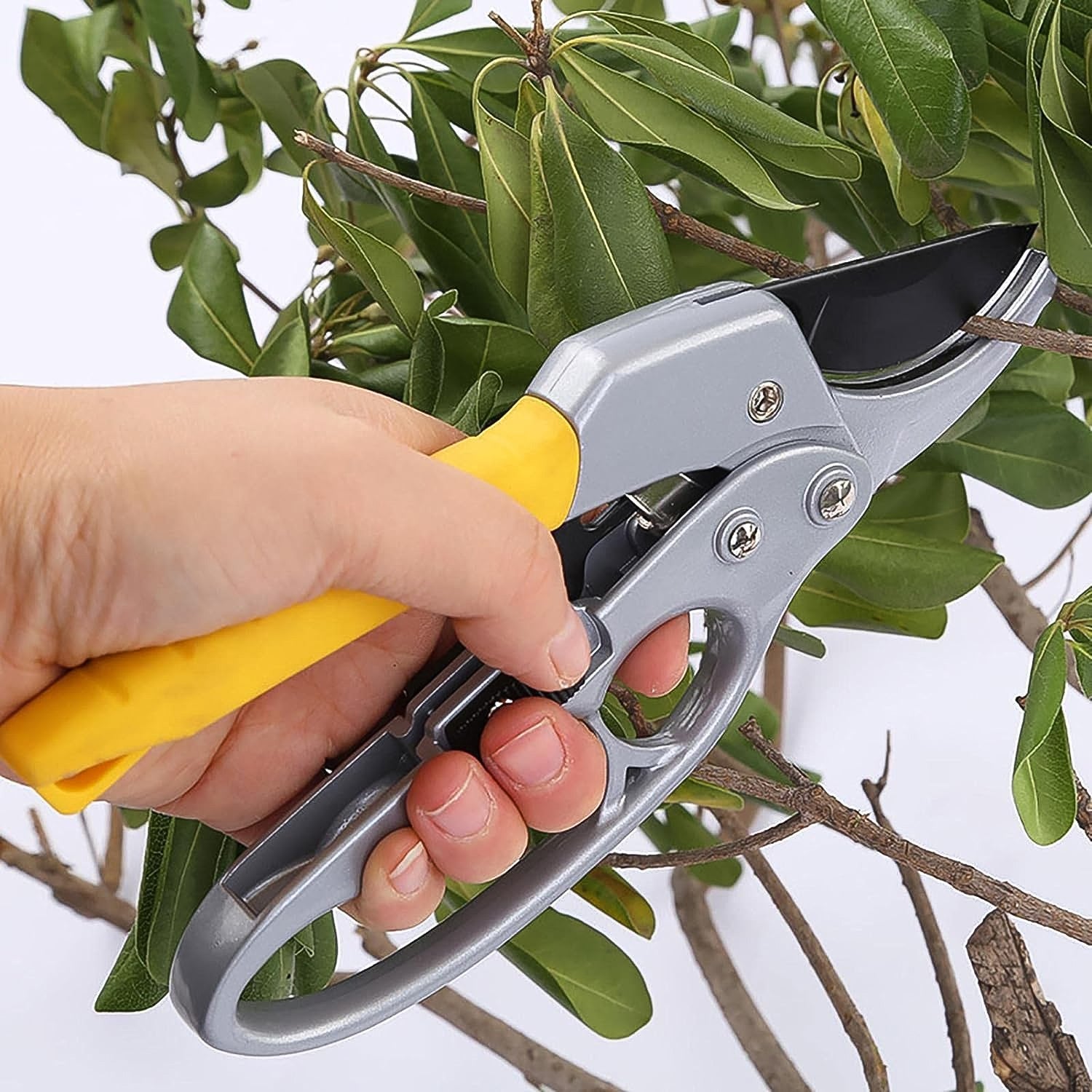 ProCut Pruners